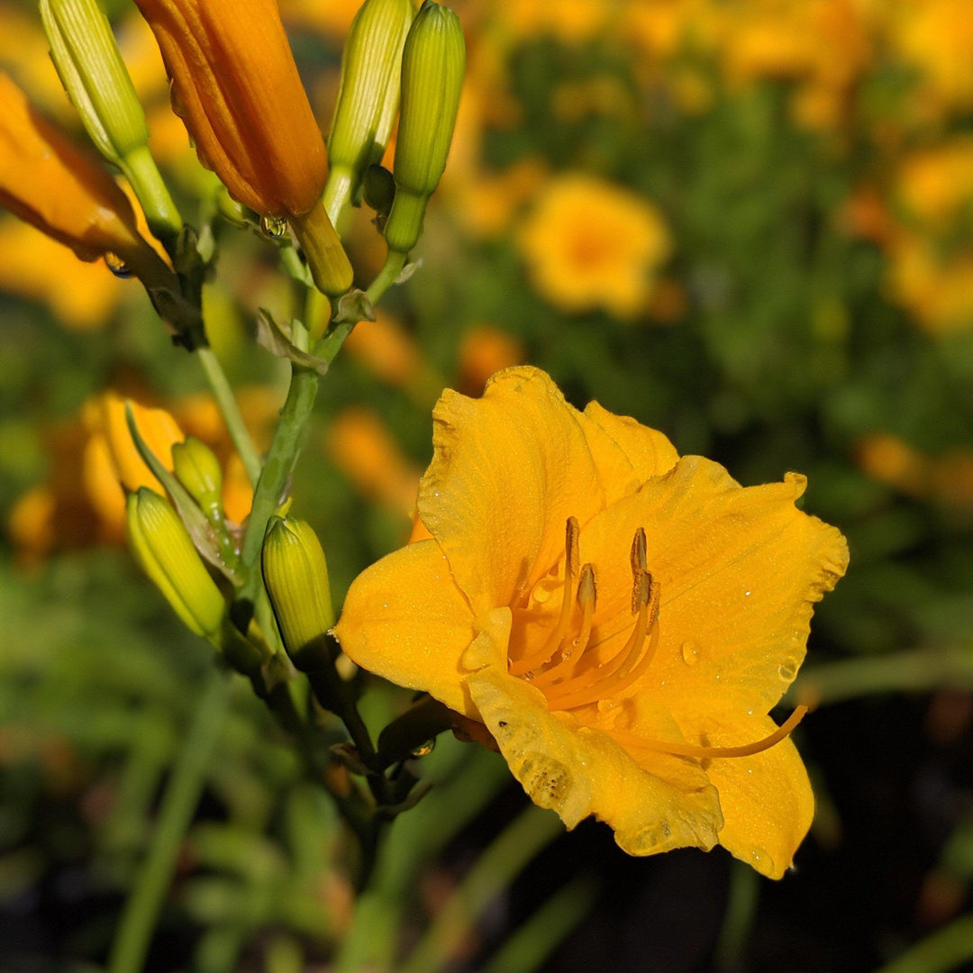 Stella de Oro Daylily