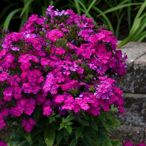 Luminary® Ultraviolet Phlox