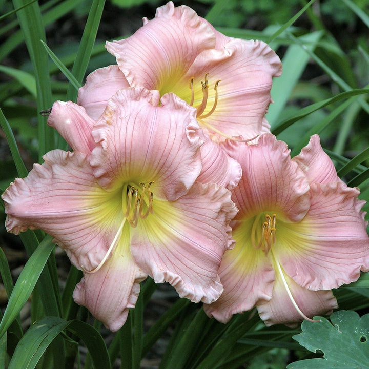 Jolyene Nichole Daylily