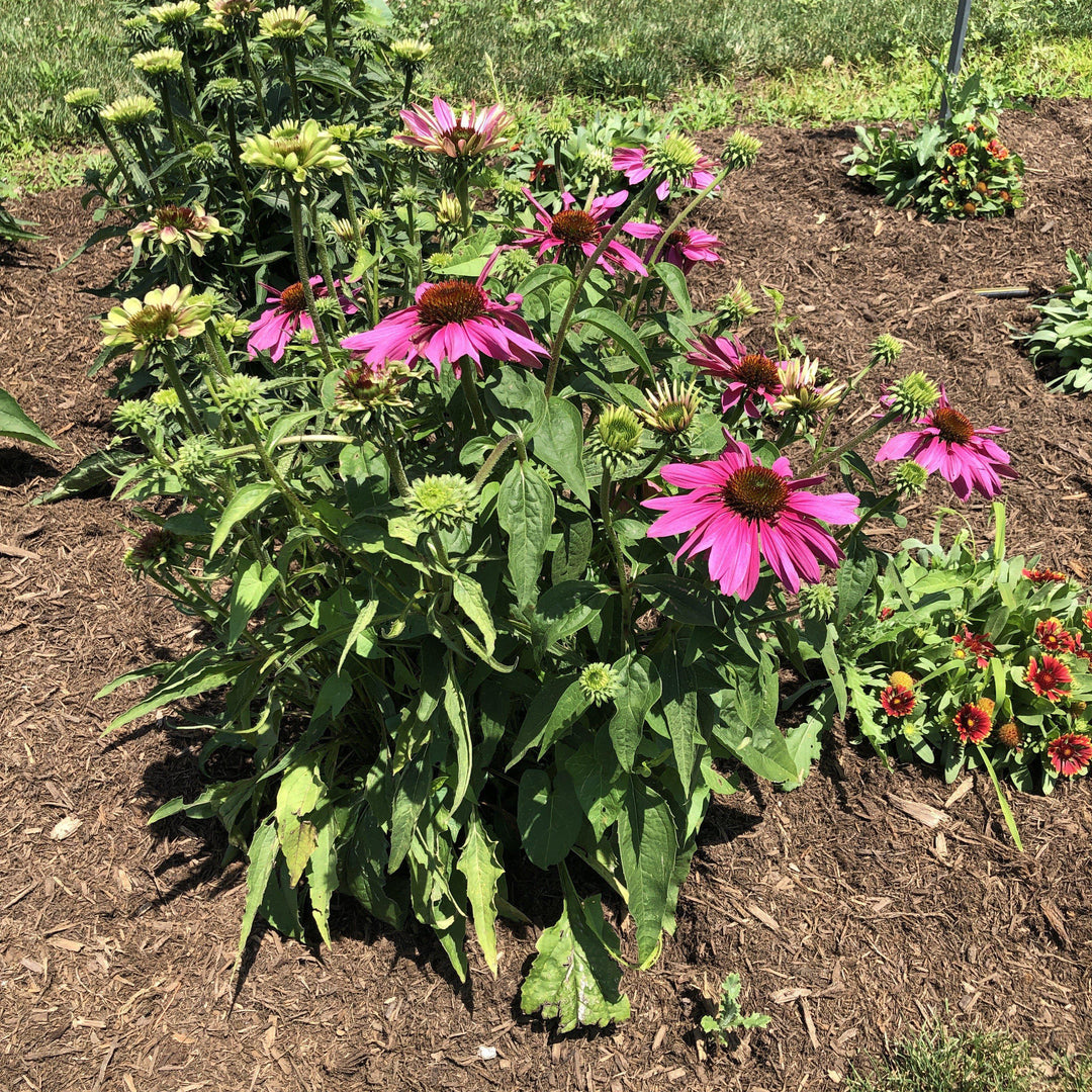 Green Twister Echinacea, Coneflower