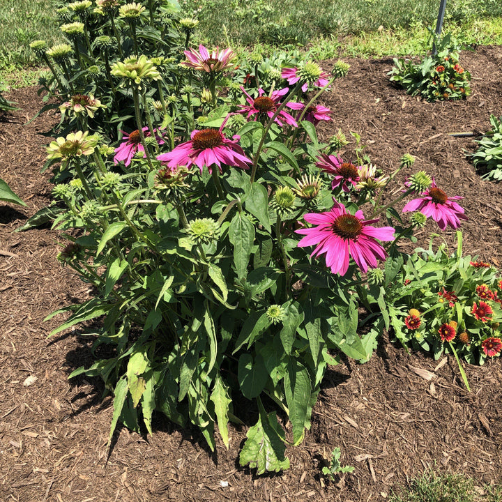 Green Twister Echinacea, Coneflower
