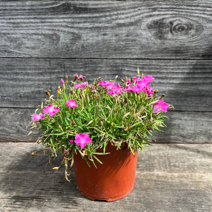 Firewitch Dianthus, Cheddar Pink