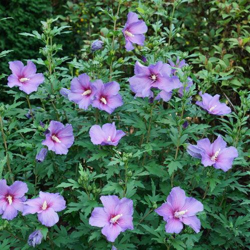 Paraplu Violet® Rose of Sharon