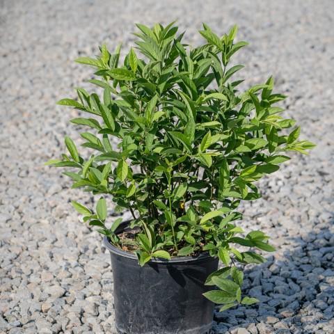 Itea virginica 'Henry's Garnet'  - Henry's Garnet Sweetspire