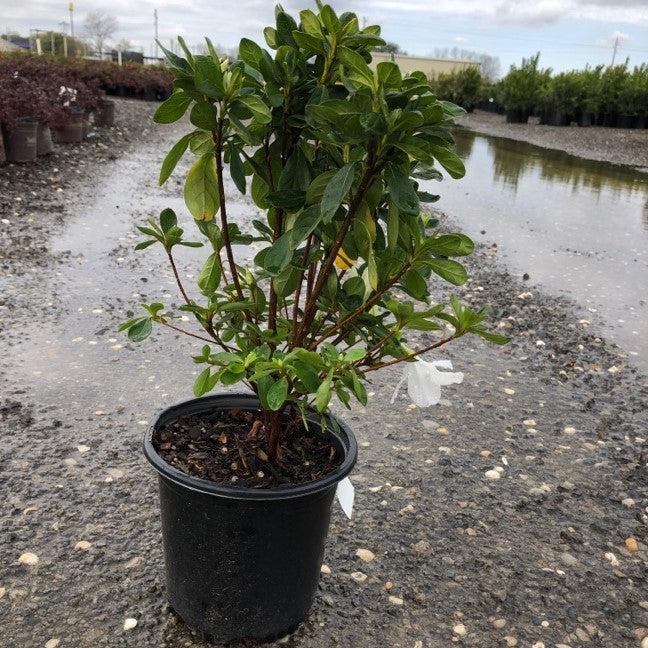 Rhododendron 'Delaware Valley White'  - Delaware Valley White Azalea