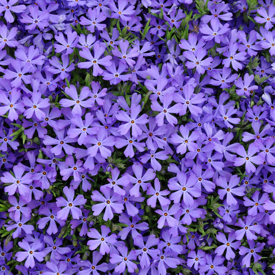 Violet Pinwheels Phlox