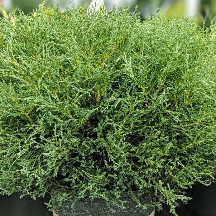 Mr. Bowling Ball® Arborvitae