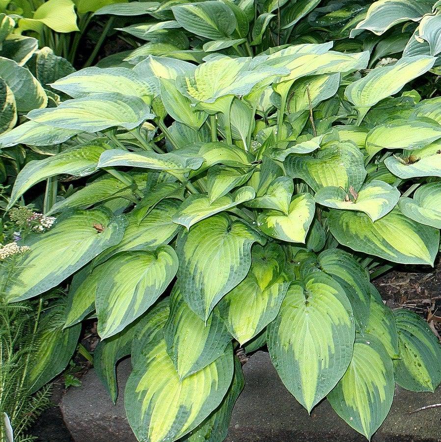 Paul's Glory Hosta