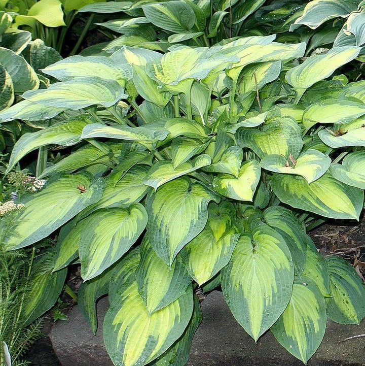 Paul's Glory Hosta