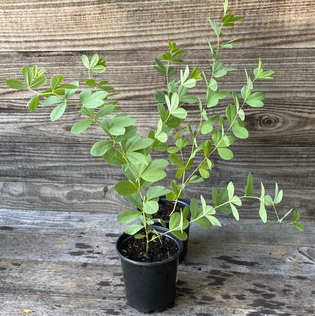 Blue False Indigo