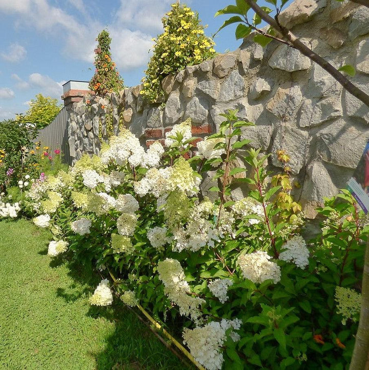 First Editions® Berry White® Hydrangea