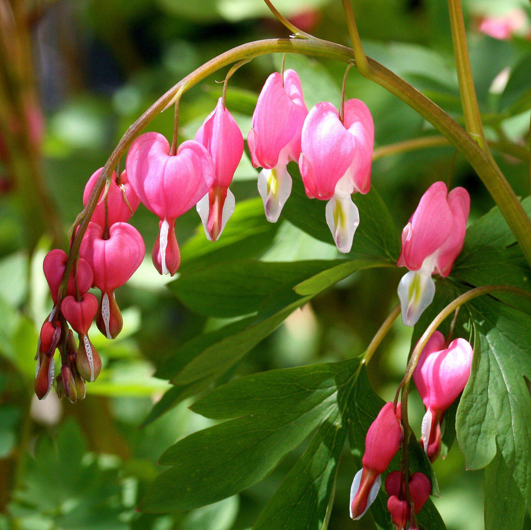 Asian Bleeding Heart