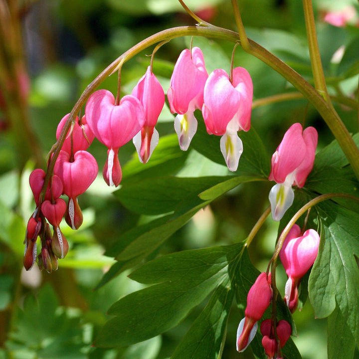Asian Bleeding Heart