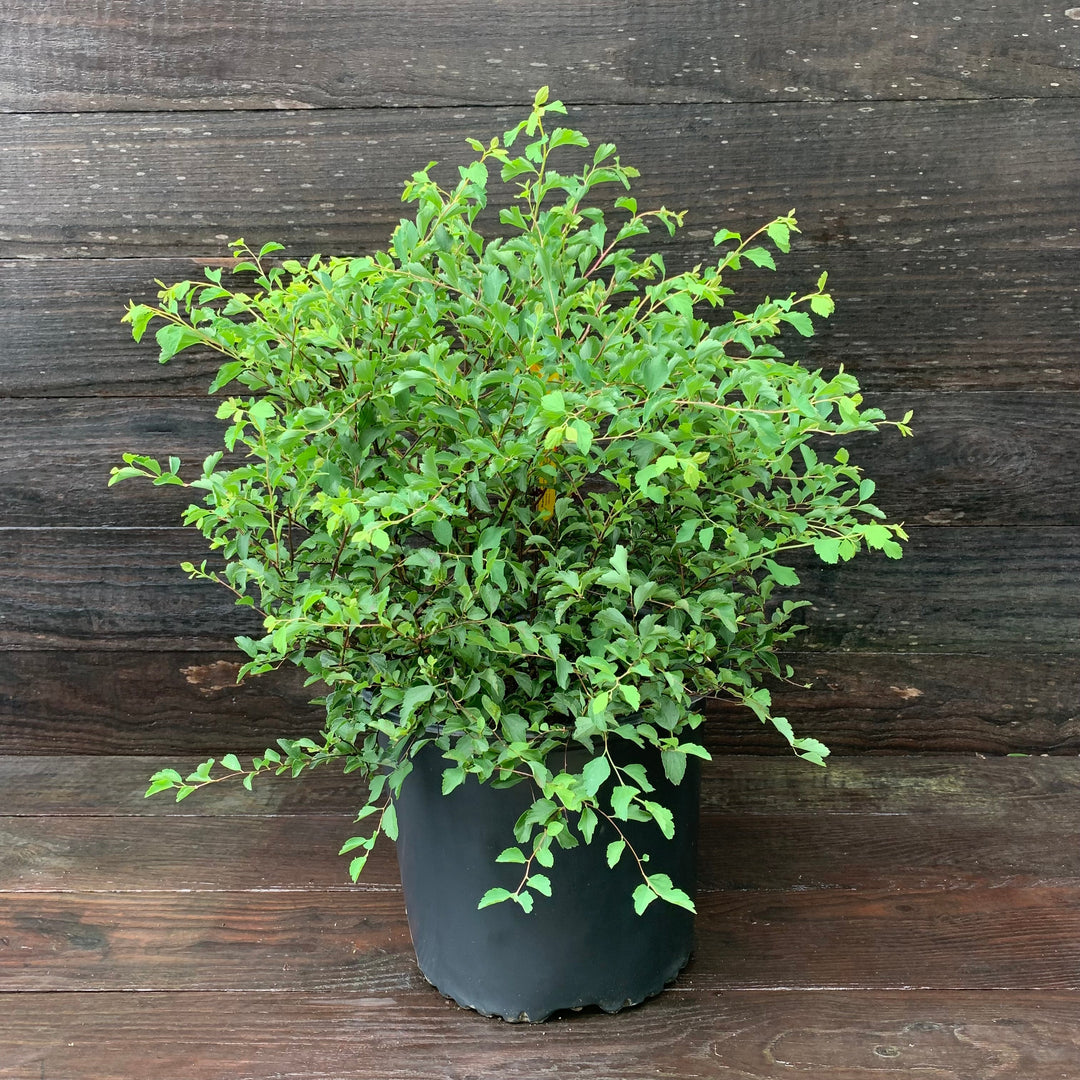 Renaissance Spirea