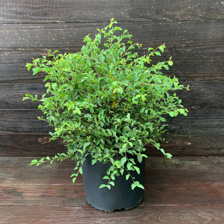 Renaissance Spirea