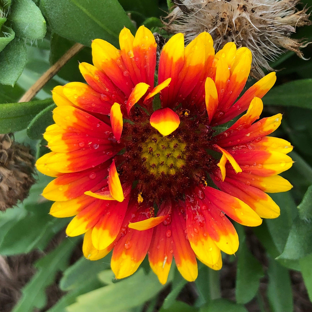 Gaillardia aristata 'Spintop Red Starburst'  - Spintop™ Red Starburst Blanket Flower