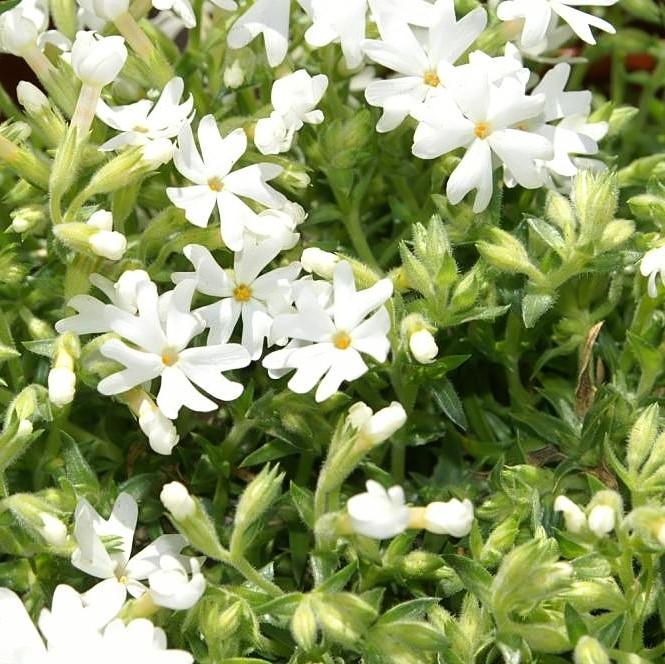 Snowflake Creeping Phlox
