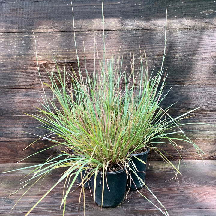 The Blues Little Bluestem