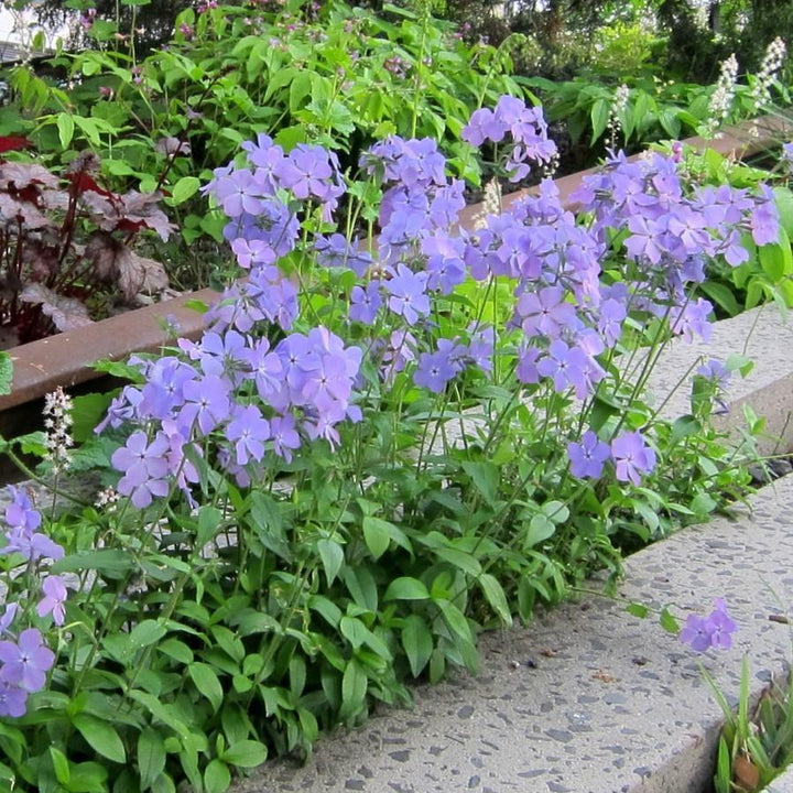 Blue Moon Woodland Phlox