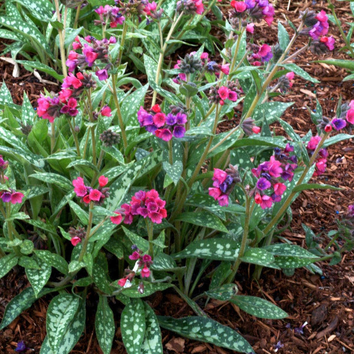 Raspberry Splash Lungwort