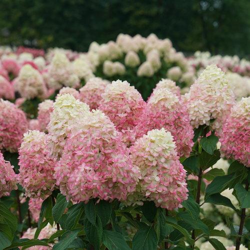 Proven Winners® Limelight Prime® Hydrangea