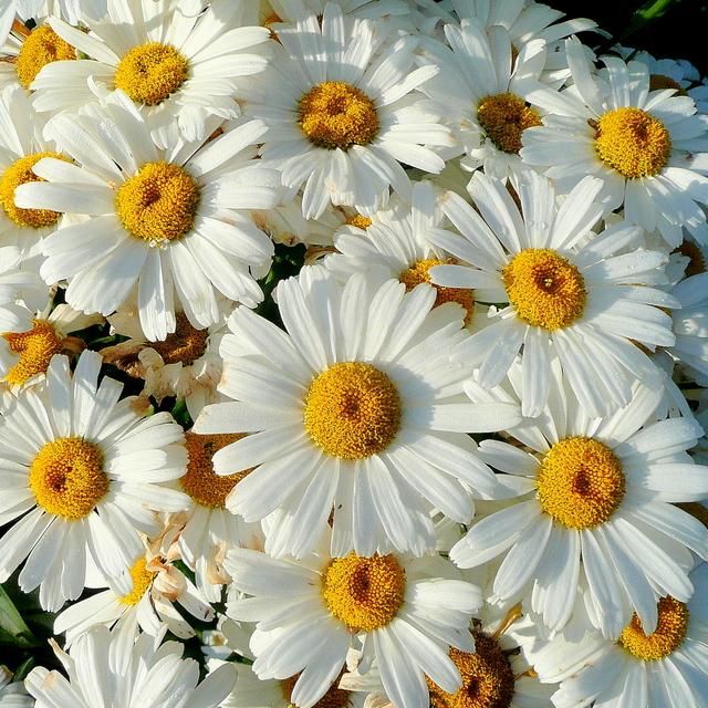Becky Shasta Daisy