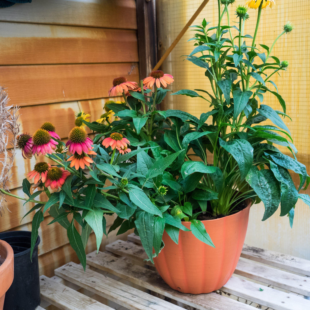 Cheyenne Spirit Echinacea, Coneflower