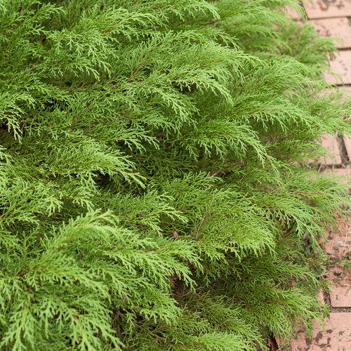 Celtic Pride® Siberian Cypress