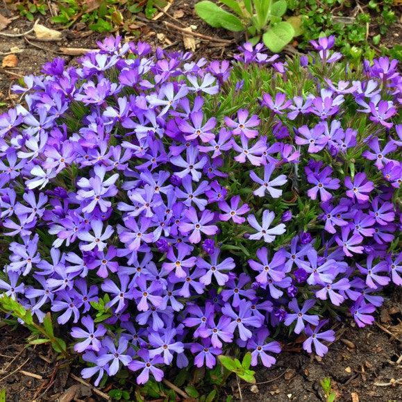 Violet Pinwheels Phlox