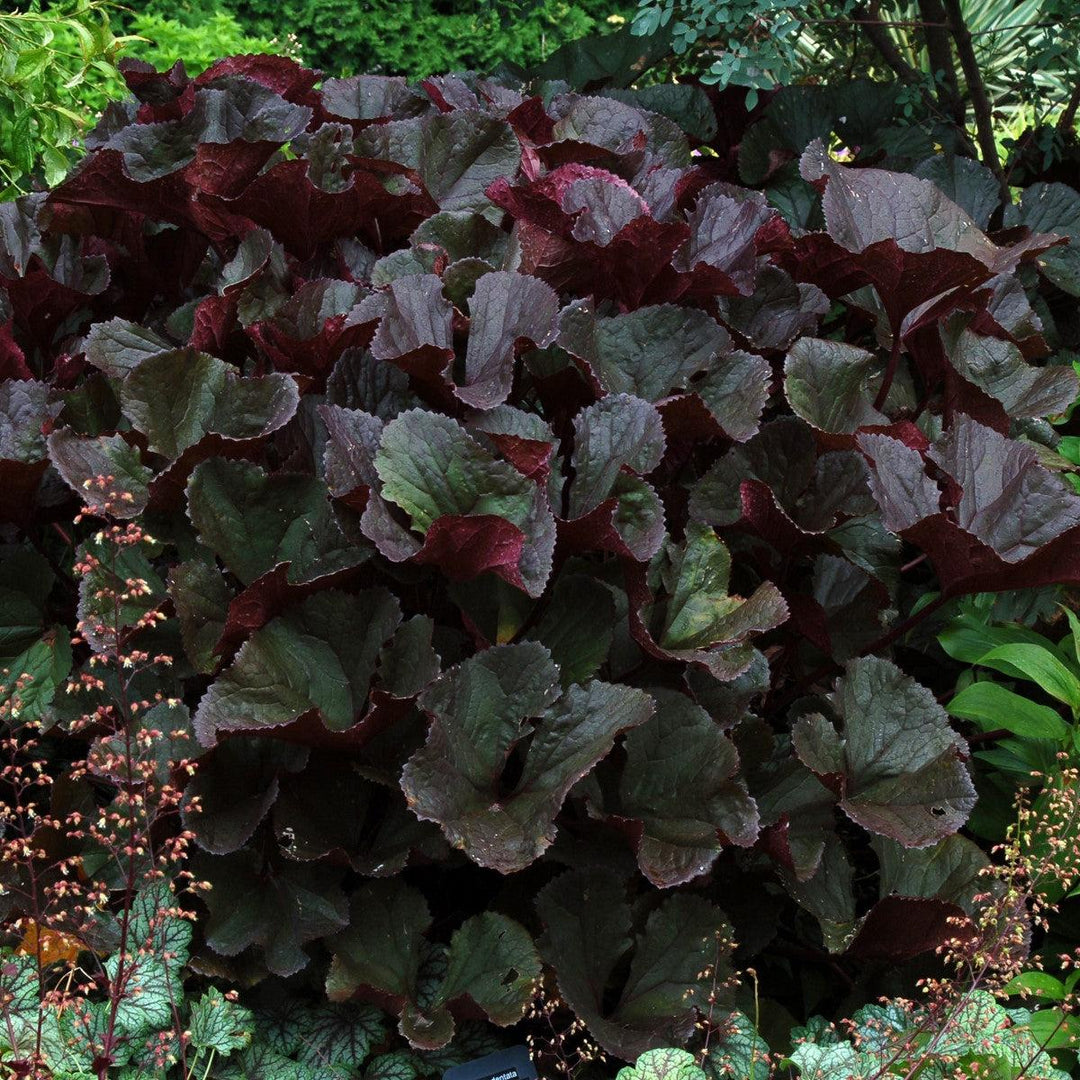 Britt-Marie Crawford Leopard Plant