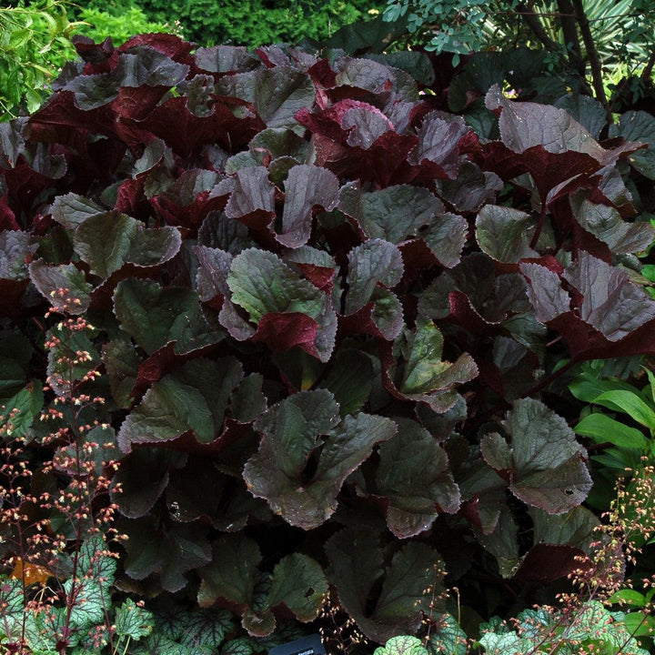 Britt-Marie Crawford Leopard Plant