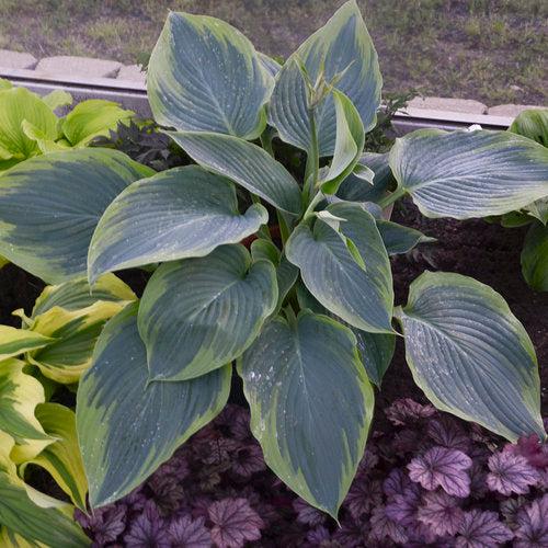 PW® Shadowland® Wu-La-La Hosta