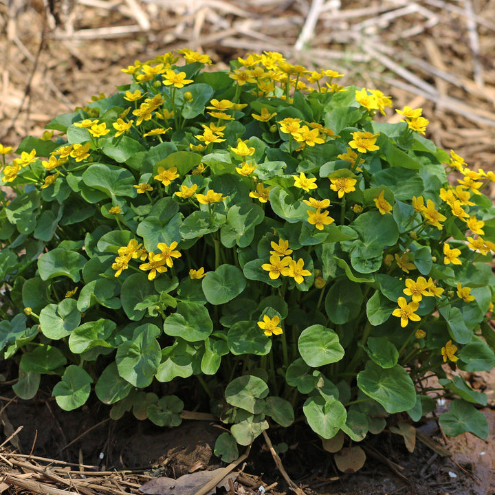 Marsh Marigold
