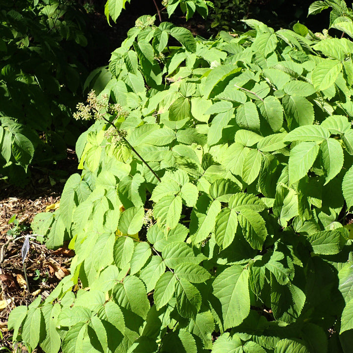 Sun King Golden Japanese Spikenard