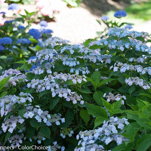 Tiny Tuff Stuff™ Hydrangea