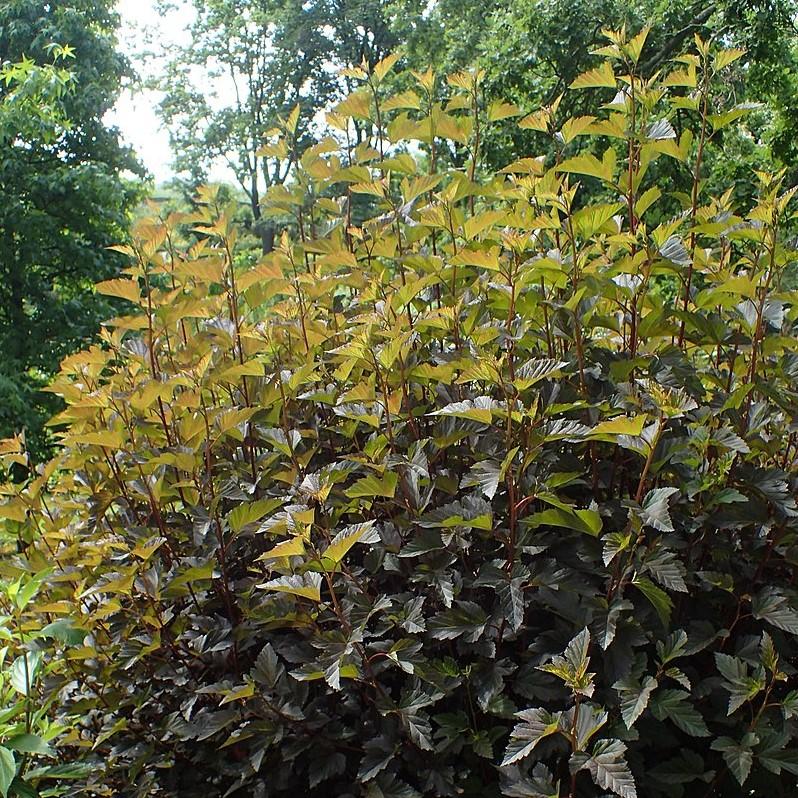 Summer Wine® Ninebark