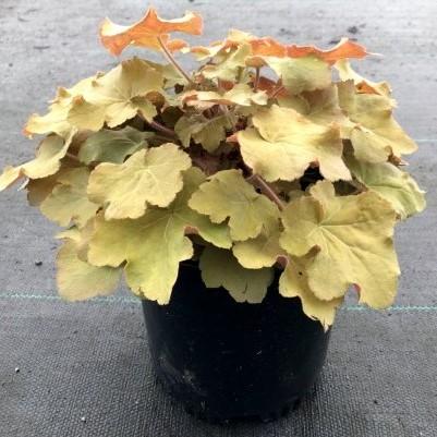 Caramel Coral Bells, Heuchera