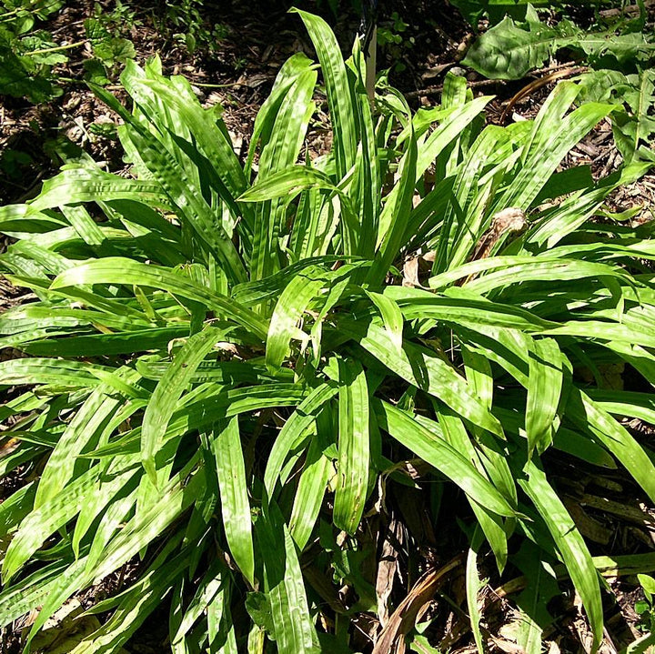 Carex plantaginea  - Seersucker Sedge