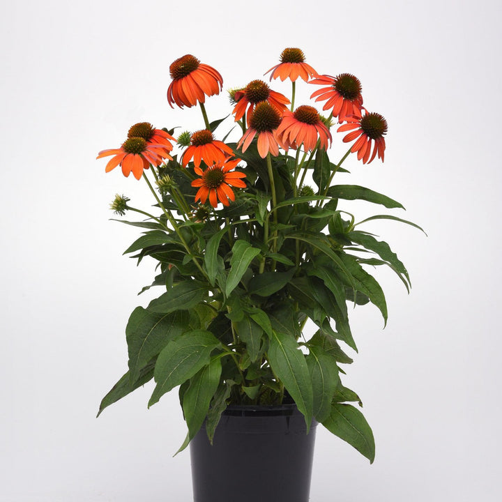 Echinacea 'PAS1308374'  - Artisan™ Soft Orange Coneflower