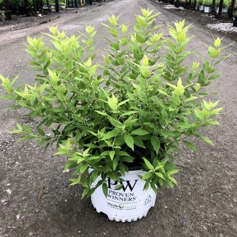 Chardonnay Pearls® Deutzia