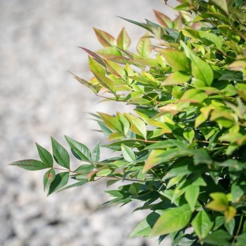 Nandina domestica 'Gulf Stream'  - Gulf Stream Heavenly Bamboo