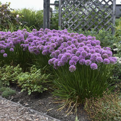 Millenium Ornamental Onion