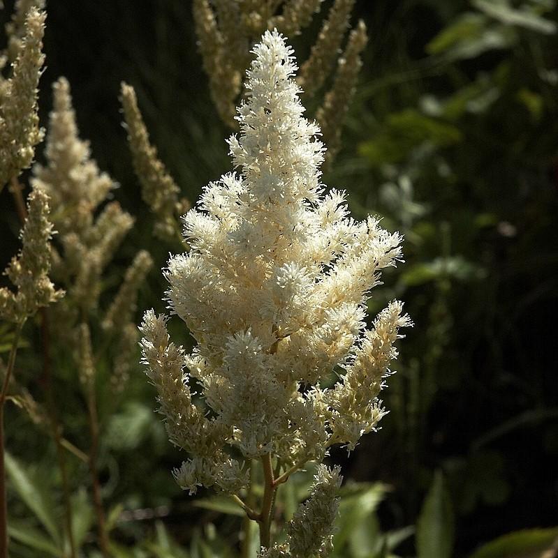 Deutschland Japanese Astilbe
