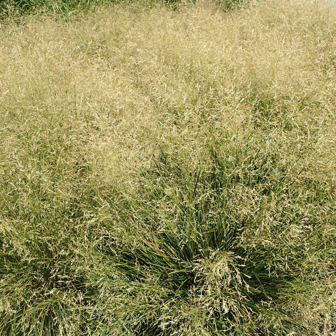 Deschampsia cespitosa 'Goldtau'  - Golden Dew Tufted Hair Grass