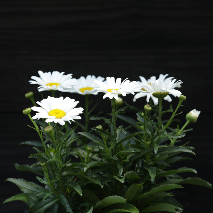 Amazing Daisies® Daisy May® Shasta Daisy