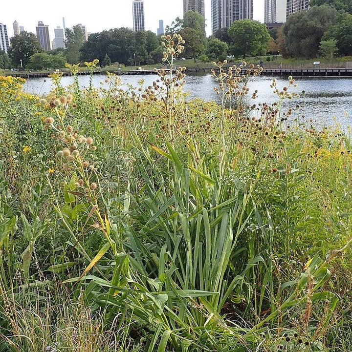 Rattlesnake Master