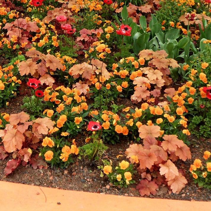 Caramel Coral Bells, Heuchera
