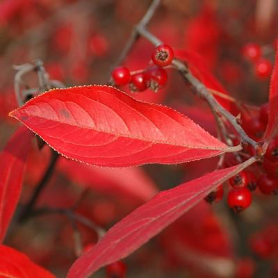 Brilliantissima Chokeberry