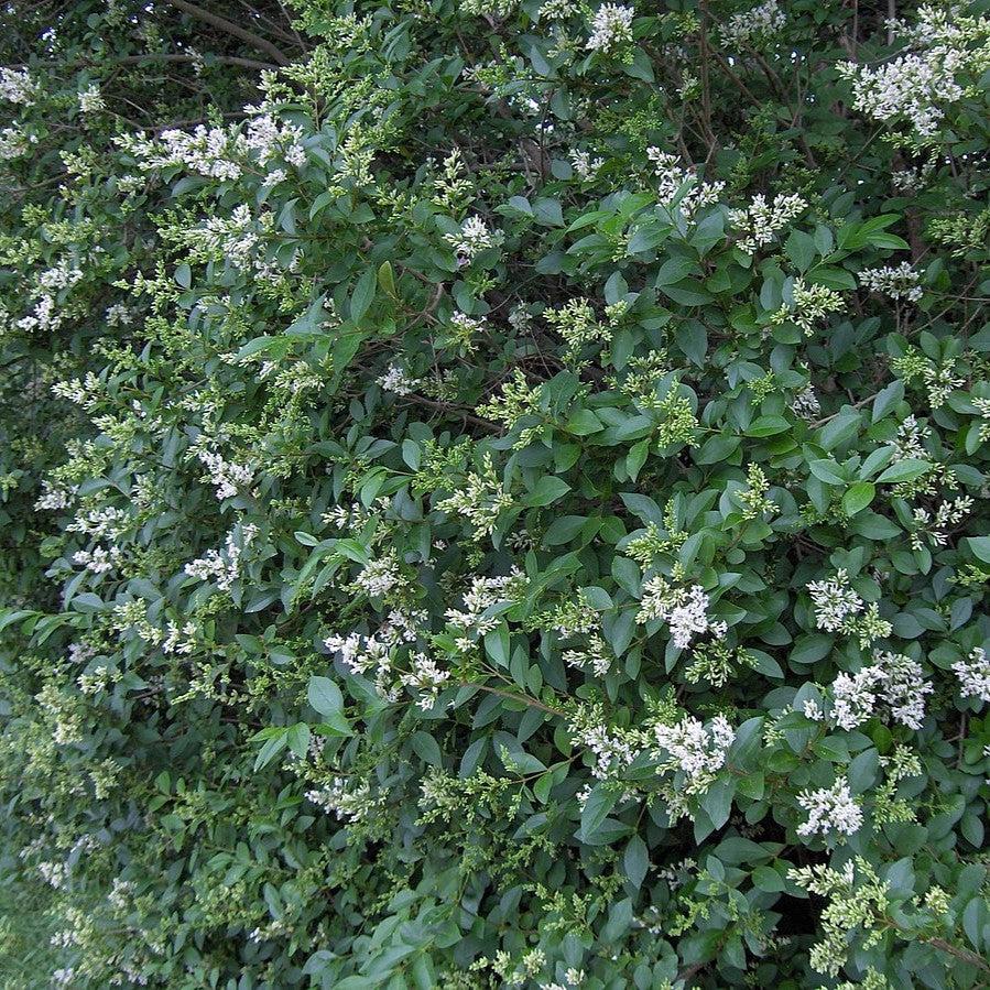 California Privet