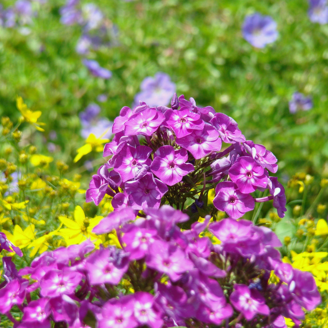 Volcano® Purple with White Eye Phlox